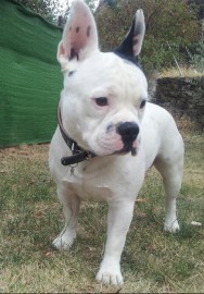 HOMER